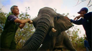 Kester Vickery of Conservation Solutions tries to persuade a wild seven ton bull elephant to lie down in Malawi