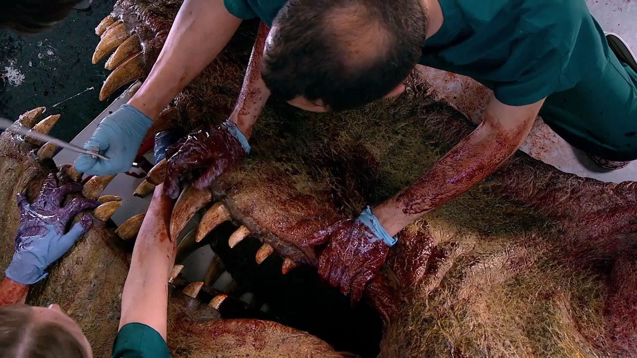 How Powerful Was T. rex's Bite